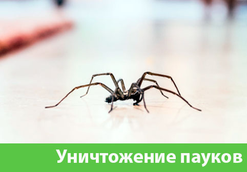 Избавиться от пауков в городе Брянск