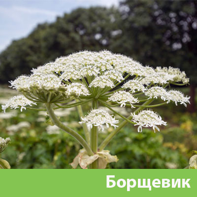 Борщевик в Брянске