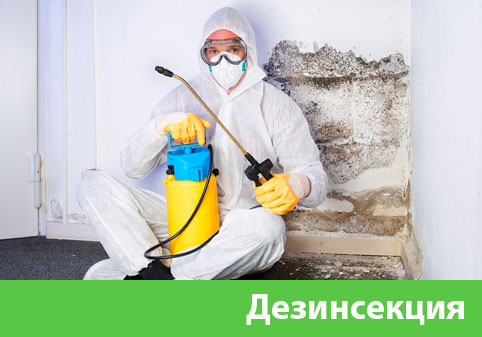Дезинсекция в городе Брянск