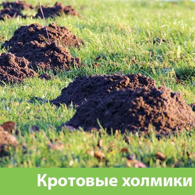 Кроты на участке в Брянске
