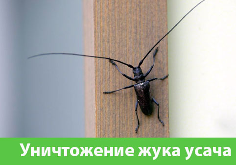 Обработка от жука усача в городе Брянск