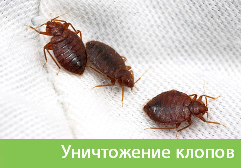 Уничтожение клопов в городе Брянск
