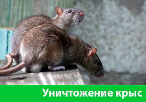 Уничтожение крыс в городе Брянск