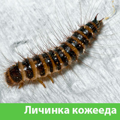 Личинка Кожееда в Брянске