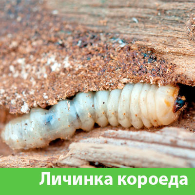 Уничтожение личинок короеда в Брянске