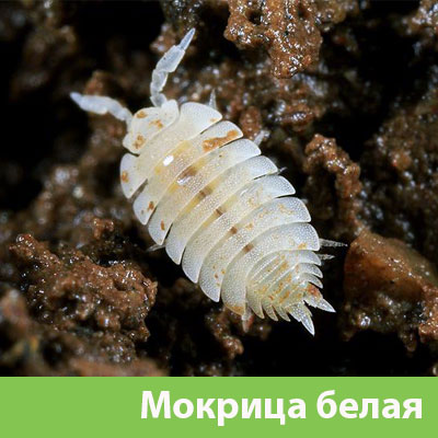 Мокрица в Брянске фото