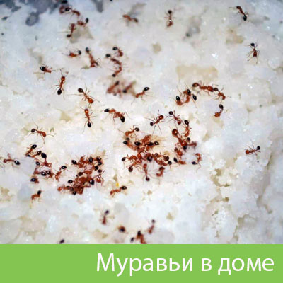 Муравьи в доме в Брянске