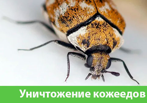 Обработка от кожееда в городе Брянск 
