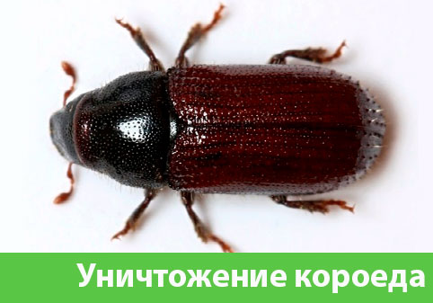 Обработка от древоточца в городе Брянск
