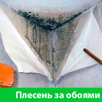 Удаление плесени в Брянске