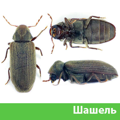 Обработка от шашеля в городе Брянск