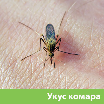 Укусы комаров в Брянске