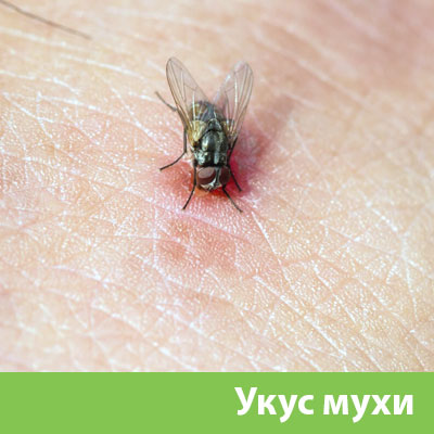 Уничтожение мух в Брянске
