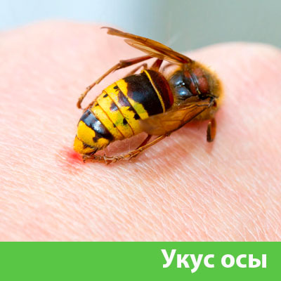 Профессиональное уничтожение ос и шершней в Брянске