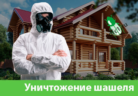 Уничтожение шашеля и личинок в Брянске