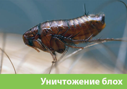 Уничтожение блох в городе Брянск