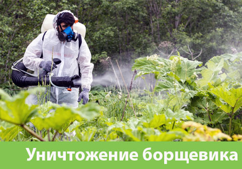 Уничтожение Борщевика в городе Брянск