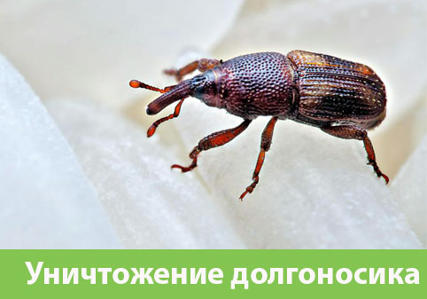Уничтожение долгоносиков в городе Брянск