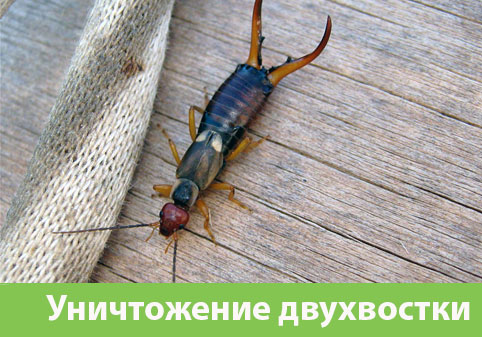 Уничтожение двухвостки в городе Брянск
