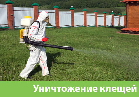 Уничтожение клещей в городе Брянск