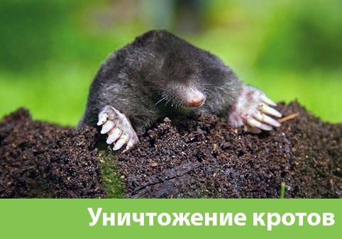 Уничтожение кротов в городе Брянск
