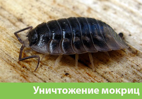 Мокрицы в квартире в городе Брянск