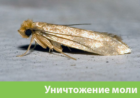 Уничтожение моли в городе Брянск 