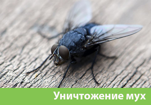 Уничтожение мух в городе Брянск