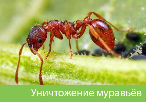 Уничтожение муравьёв в городе Брянск