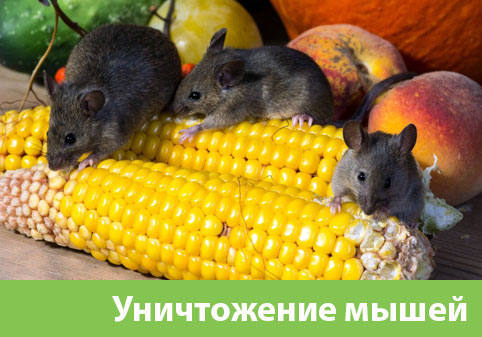 Уничтожение мышей в Брянске