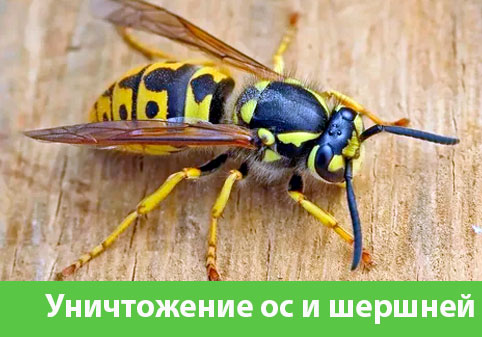 Уничтожение ос и шершней в городе Брянск