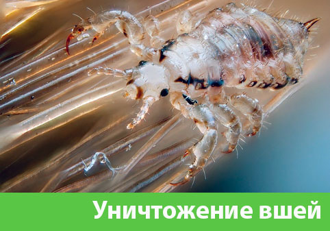 Уничтожение вшей в городе Брянск